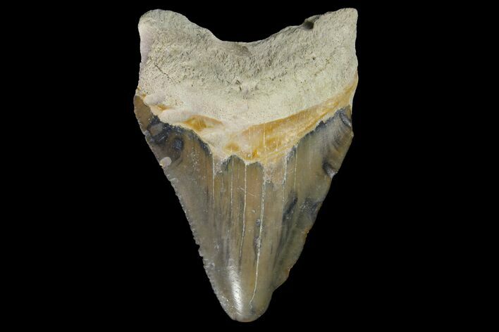 Fossil Megalodon Tooth - Bone Valley, Florida #145115